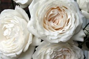 Grow Beautiful Princess Miyuki Garden Roses: Care & Tips The Ultimate Gardening Guide: Grow a Thriving Garden Year-Round Grow Beautiful Princess Miyuki Garden Roses: Care & Tips | The Ultimate Gardening Guide: Grow a Thriving Garden Year-Round