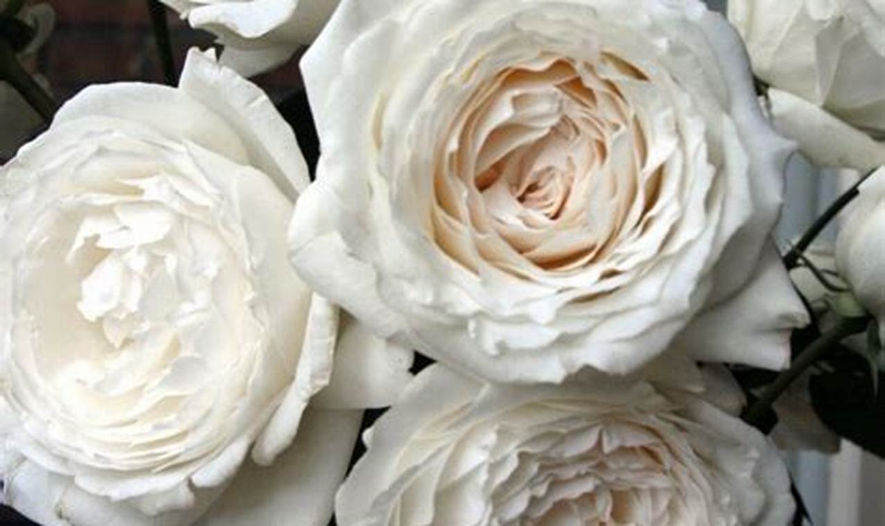 Grow Beautiful Princess Miyuki Garden Roses: Care & Tips The Ultimate Gardening Guide: Grow a Thriving Garden Year-Round Grow Beautiful Princess Miyuki Garden Roses: Care & Tips | The Ultimate Gardening Guide: Grow a Thriving Garden Year-Round