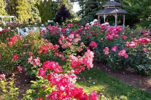 Seattle's Rose Garden Oasis: Bloom Guide & More | The Ultimate Gardening Guide: Grow a Thriving Garden Year-Round
