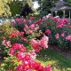 Seattle's Rose Garden Oasis: Bloom Guide & More | The Ultimate Gardening Guide: Grow a Thriving Garden Year-Round