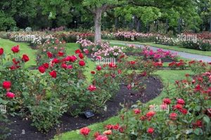 Explore Owen Rose Garden Eugene: A Floral Paradise | The Ultimate Gardening Guide: Grow a Thriving Garden Year-Round