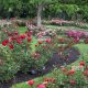Explore Owen Rose Garden Eugene: A Floral Paradise | The Ultimate Gardening Guide: Grow a Thriving Garden Year-Round