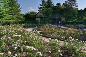 Visit Clare & Miles Mills Rose Garden: Blooms & Beauty! | The Ultimate Gardening Guide: Grow a Thriving Garden Year-Round