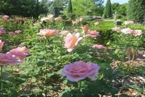 Discover: Hamann Rose Garden Beauty & Secrets | The Ultimate Gardening Guide: Grow a Thriving Garden Year-Round