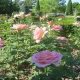 Discover: Hamann Rose Garden Beauty & Secrets | The Ultimate Gardening Guide: Grow a Thriving Garden Year-Round