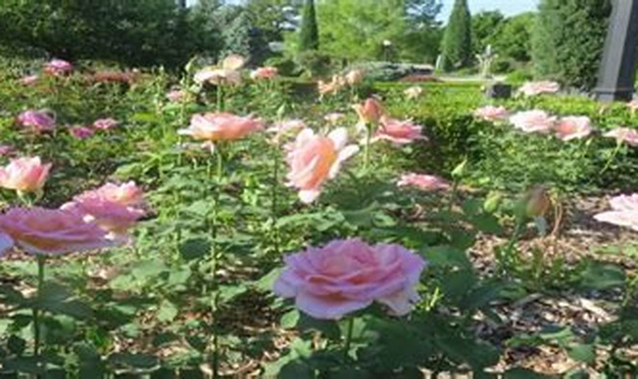 Discover: Hamann Rose Garden Beauty & Secrets | The Ultimate Gardening Guide: Grow a Thriving Garden Year-Round