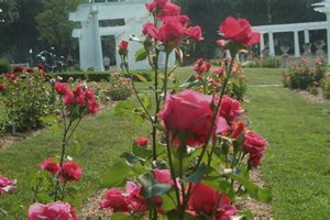 Blooming Lakeside Rose Garden: Care & Design Tips The Ultimate Gardening Guide: Grow a Thriving Garden Year-Round Blooming Lakeside Rose Garden: Care & Design Tips | The Ultimate Gardening Guide: Grow a Thriving Garden Year-Round