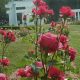 Blooming Lakeside Rose Garden: Care & Design Tips | The Ultimate Gardening Guide: Grow a Thriving Garden Year-Round