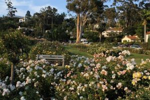 Explore the Santa Barbara Mission Rose Garden's Beauty! The Ultimate Gardening Guide: Grow a Thriving Garden Year-Round Explore the Santa Barbara Mission Rose Garden's Beauty! | The Ultimate Gardening Guide: Grow a Thriving Garden Year-Round