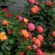 Grow Beautiful Mini Garden Roses: Care & Tips | The Ultimate Gardening Guide: Grow a Thriving Garden Year-Round