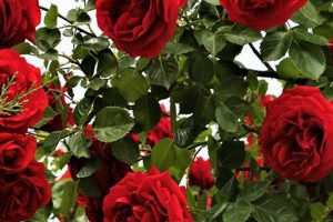 Grow Breathtaking Beautiful Garden Roses: Tips & Tricks The Ultimate Gardening Guide: Grow a Thriving Garden Year-Round Grow Breathtaking Beautiful Garden Roses: Tips & Tricks | The Ultimate Gardening Guide: Grow a Thriving Garden Year-Round