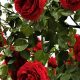 Grow Breathtaking Beautiful Garden Roses: Tips & Tricks | The Ultimate Gardening Guide: Grow a Thriving Garden Year-Round