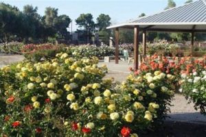 Explore the Cele Peterson Rose Garden: A Floral Paradise | The Ultimate Gardening Guide: Grow a Thriving Garden Year-Round