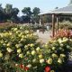 Explore the Cele Peterson Rose Garden: A Floral Paradise | The Ultimate Gardening Guide: Grow a Thriving Garden Year-Round