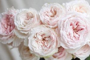 Delightful Blush Garden Roses: Grow Your Own! | The Ultimate Gardening Guide: Grow a Thriving Garden Year-Round