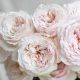 Delightful Blush Garden Roses: Grow Your Own! | The Ultimate Gardening Guide: Grow a Thriving Garden Year-Round