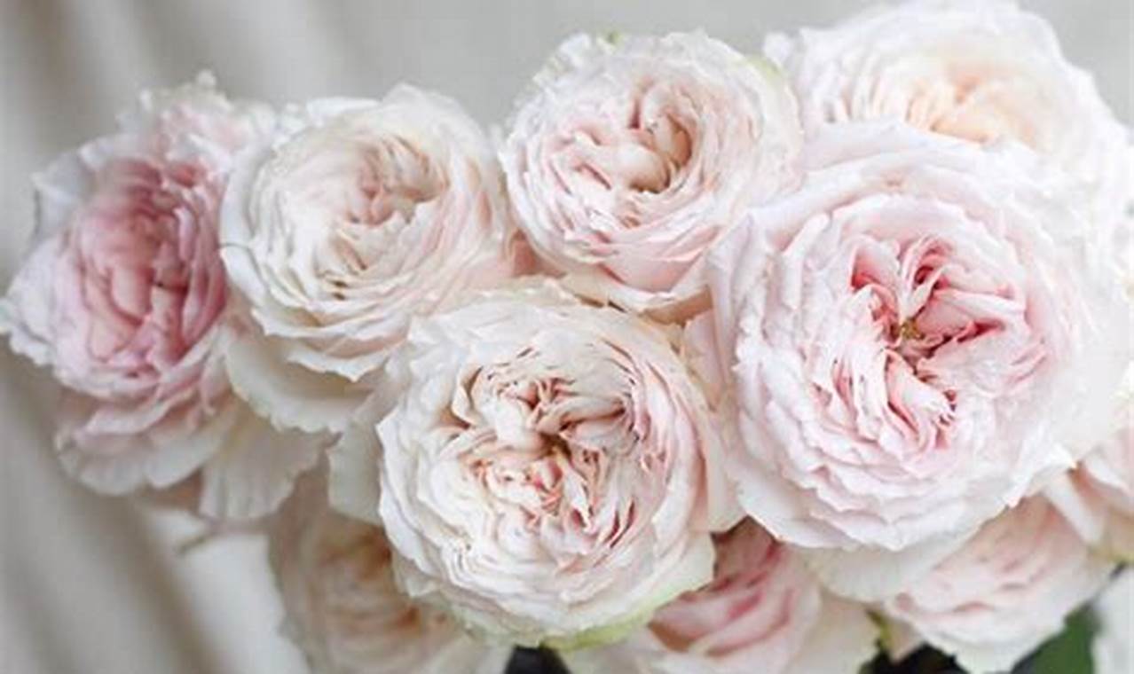 Delightful Blush Garden Roses: Grow Your Own! | The Ultimate Gardening Guide: Grow a Thriving Garden Year-Round