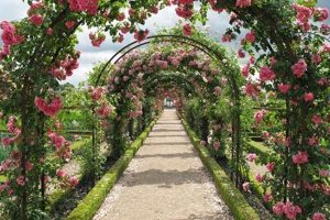 Stunning Garden with Roses Pictures: A Visual Guide | The Ultimate Gardening Guide: Grow a Thriving Garden Year-Round