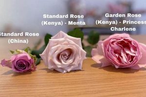 Best Garden Roses vs. Wild Roses: Key Differences! | The Ultimate Gardening Guide: Grow a Thriving Garden Year-Round