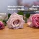 Best Garden Roses vs. Wild Roses: Key Differences! | The Ultimate Gardening Guide: Grow a Thriving Garden Year-Round