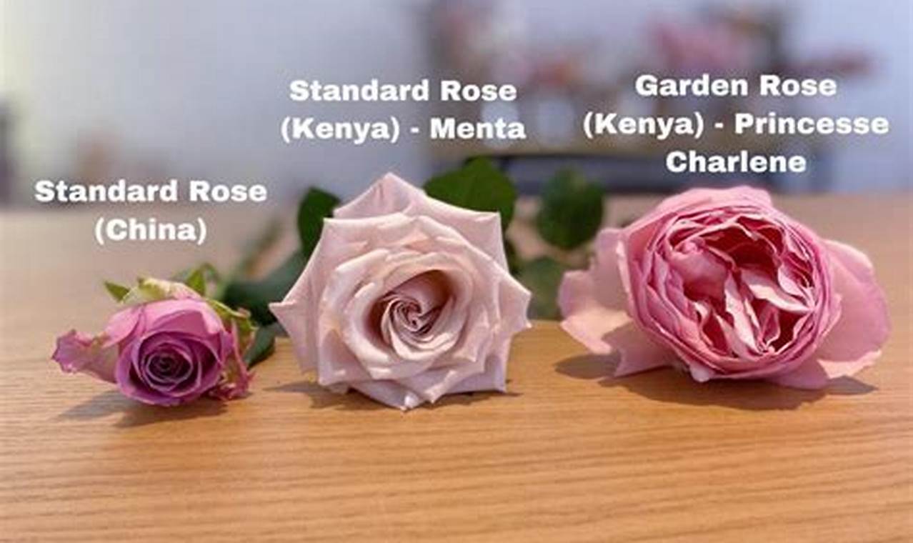 Best Garden Roses vs. Wild Roses: Key Differences! | The Ultimate Gardening Guide: Grow a Thriving Garden Year-Round