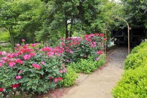 Explore: Rose Garden Charlotte NC Beauty + Tips | The Ultimate Gardening Guide: Grow a Thriving Garden Year-Round