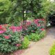 Explore: Rose Garden Charlotte NC Beauty + Tips | The Ultimate Gardening Guide: Grow a Thriving Garden Year-Round