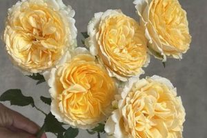 Buy Bulk: Garden Roses Wholesale Prices & Deals The Ultimate Gardening Guide: Grow a Thriving Garden Year-Round Buy Bulk: Garden Roses Wholesale Prices & Deals | The Ultimate Gardening Guide: Grow a Thriving Garden Year-Round