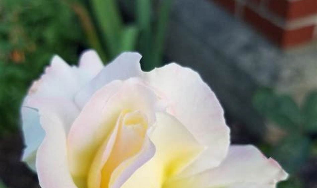 Plan Your Dream Rosa Garden Party | Tips & Ideas | The Ultimate Gardening Guide: Grow a Thriving Garden Year-Round