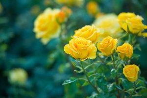 The Joyful Garden of Yellow Roses: A Bloom Guide The Ultimate Gardening Guide: Grow a Thriving Garden Year-Round The Joyful Garden of Yellow Roses: A Bloom Guide | The Ultimate Gardening Guide: Grow a Thriving Garden Year-Round