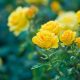 The Joyful Garden of Yellow Roses: A Bloom Guide | The Ultimate Gardening Guide: Grow a Thriving Garden Year-Round