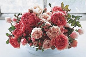 Best English Garden Roses: Varieties & Care Tips | The Ultimate Gardening Guide: Grow a Thriving Garden Year-Round
