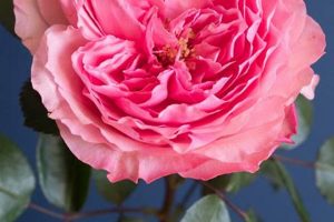 Best Pink Garden Rose Varieties: Grow Gorgeous Roses! | The Ultimate Gardening Guide: Grow a Thriving Garden Year-Round