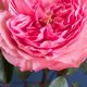 Best Pink Garden Rose Varieties: Grow Gorgeous Roses! | The Ultimate Gardening Guide: Grow a Thriving Garden Year-Round
