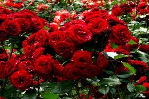 Grow Vibrant Garden Red Roses: Tips &amp; Care | The Ultimate Gardening Guide: Grow a Thriving Garden Year-Round