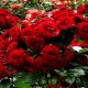 Grow Vibrant Garden Red Roses: Tips &amp; Care | The Ultimate Gardening Guide: Grow a Thriving Garden Year-Round