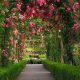 Rose Garden Wallpaper: Floral Decor &amp; More! | The Ultimate Gardening Guide: Grow a Thriving Garden Year-Round