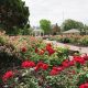 Visit Richmond Indiana Rose Garden: A Floral Paradise | The Ultimate Gardening Guide: Grow a Thriving Garden Year-Round