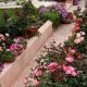 Grow Your Dream Backyard Rose Garden +Tips | The Ultimate Gardening Guide: Grow a Thriving Garden Year-Round