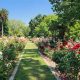 Visit McKinley Rose Garden: A Blooming Guide &amp; More | The Ultimate Gardening Guide: Grow a Thriving Garden Year-Round