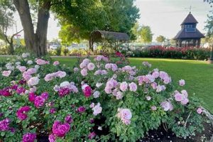 Visit Mesa Rose Garden: A Desert Bloom Oasis | The Ultimate Gardening Guide: Grow a Thriving Garden Year-Round