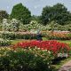 Explore: Queen Mary's Rose Garden, London's Blooms | The Ultimate Gardening Guide: Grow a Thriving Garden Year-Round