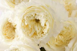 Grow Beautiful Patience Garden Roses: A Complete Guide | The Ultimate Gardening Guide: Grow a Thriving Garden Year-Round