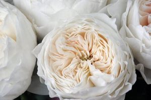 Grow Elegant Garden Rose White Cloud + Care Tips The Ultimate Gardening Guide: Grow a Thriving Garden Year-Round Grow Elegant Garden Rose White Cloud + Care Tips | The Ultimate Gardening Guide: Grow a Thriving Garden Year-Round