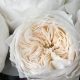 Grow Elegant Garden Rose White Cloud + Care Tips | The Ultimate Gardening Guide: Grow a Thriving Garden Year-Round