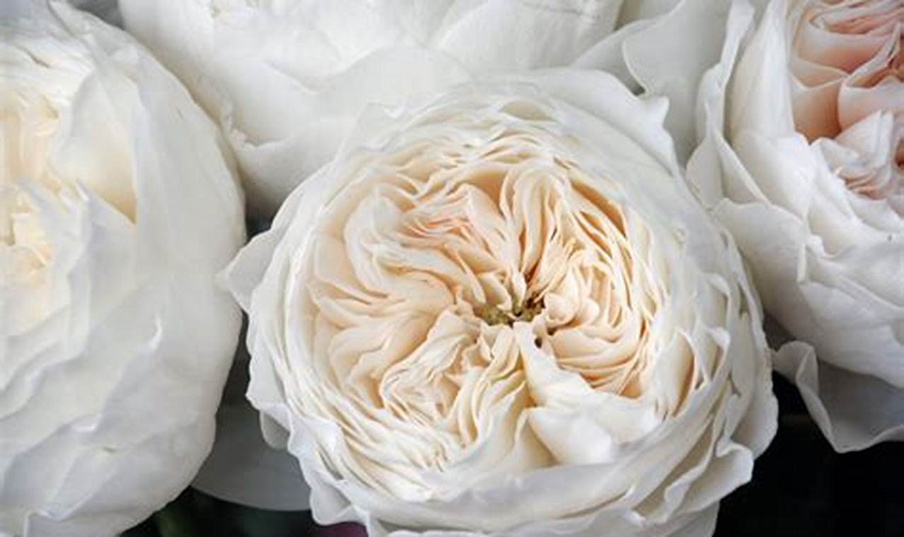 Grow Elegant Garden Rose White Cloud + Care Tips | The Ultimate Gardening Guide: Grow a Thriving Garden Year-Round