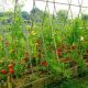 Best Raised Garden for Tomatoes: Grow Big, Yield More! | The Ultimate Gardening Guide: Grow a Thriving Garden Year-Round
