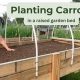 Easy Growing Carrots in Raised Garden Bed Guide | The Ultimate Gardening Guide: Grow a Thriving Garden Year-Round