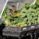 Grow Big: Vegepod Raised Garden Beds for Easy Gardening | The Ultimate Gardening Guide: Grow a Thriving Garden Year-Round
