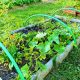 Best Vegetables to Grow in Raised Garden Beds + Tips | The Ultimate Gardening Guide: Grow a Thriving Garden Year-Round